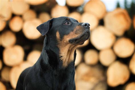 Rottweiler information including personality, history, grooming, pictures, videos, and the akc breed standard. ️ Rasseportrait Rottweiler - gefährlich oder liebevoller ...