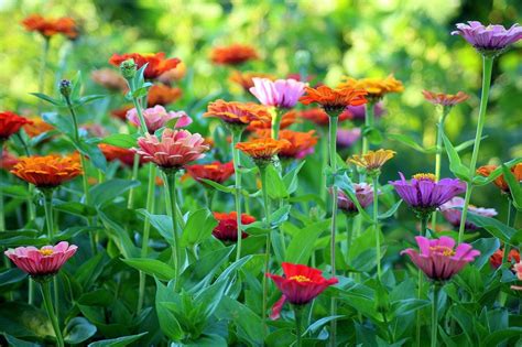 Five Easy Annuals To Start Indoors West Island Home And Life