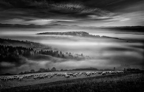 Nature Landscape Sunrise Monochrome Mist Sheep Forest Hill Clouds Grass