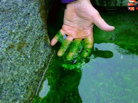 Lumut produsen, ikan kecil konsumen 1, ikan koi konsumen 2. Cara Menghilangkan Lumut Di Kolam Koi - Menghilangkan Masalah