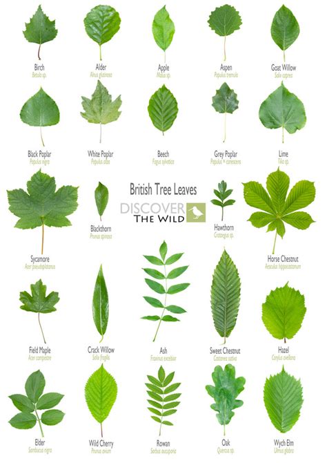 British Tree Leaves Sheet