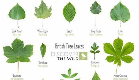 British Tree Leaves Sheet