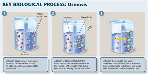 Explanation and understanding of a physical phenomenon. Osmotic Pressure