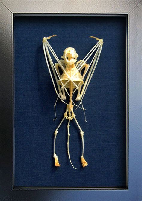 Vampire Bat Skeleton Real Taxidermy Scotophilus Kuhlii Museum Quality