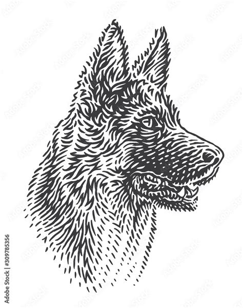 Dog Breed German Shepherd Head Illustration Vector Stock Vector