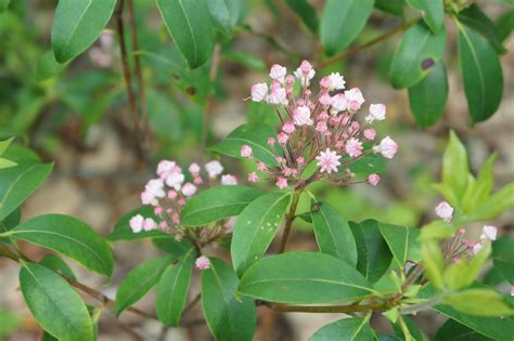 Wild laurel golf course is nestled in a cozy valley of the great smoky mountains in the eastern part of tennessee. A Park Ranger's Life: Wild Shrubs Flowering on the Blue ...