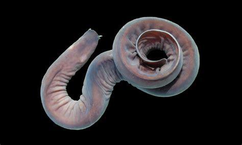 All About The Hagfish The Petri Dish