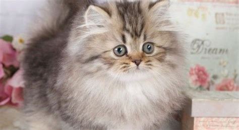 Golden persian kittens cats for sale. Teacup Persian Cats For Sale | Anak kucing, Kucing, Kain