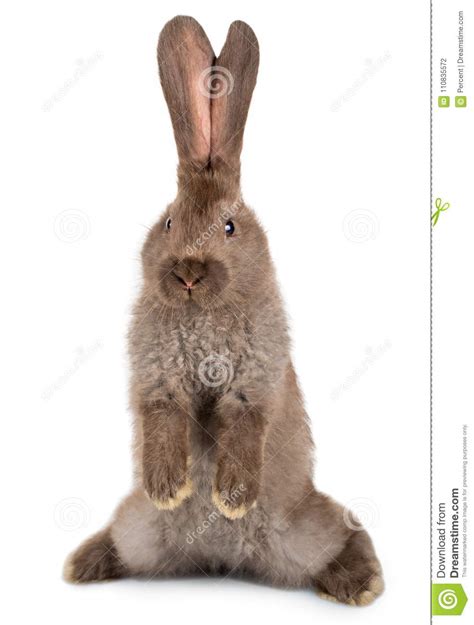 Rabbit Standing On Hind Legs Stock Photography