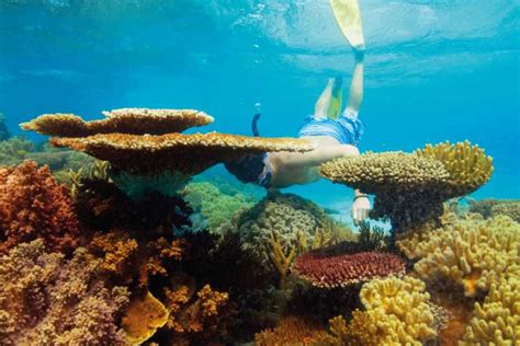 Hamilton Island Full Day Great Barrier Reef Snorkel Cruise Getyourguide
