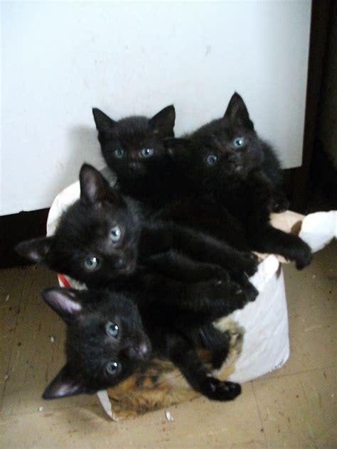 Bigger pets can now enjoy the world around them inside these colorful, oversized exercise. 3 black kittens 9 weeks old | Northampton ...