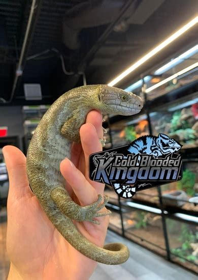 Solomon Island Monkey Tail Skinks Monkey Tailed Skink By Cold Blooded Shop