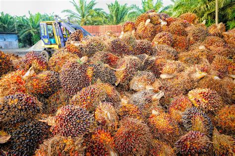Malaysia is now the second largest producer of palm oil in the world; Tackling Deforestation in the Palm Oil Industry: Quo Vadis ...