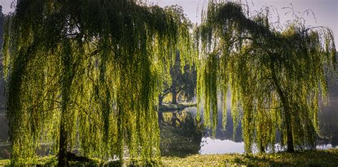 Stourhead, lakeside willows | Shutterbug