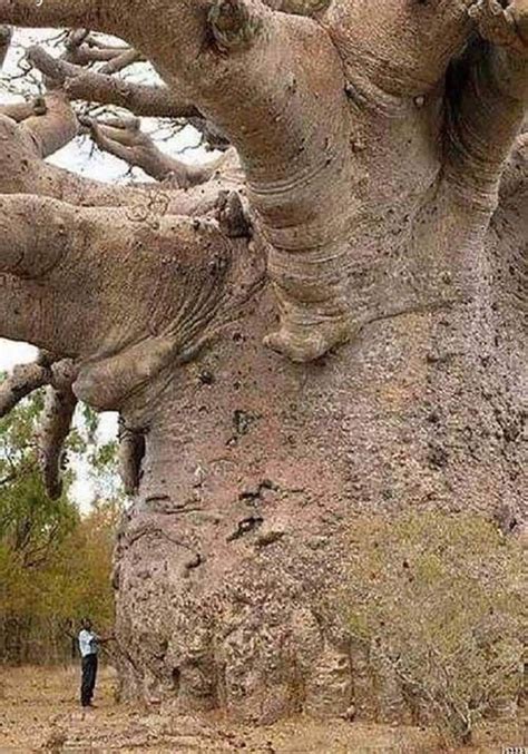 Giant Tree Big Tree Amazing Nature Weird Trees Baobab Tree Strange