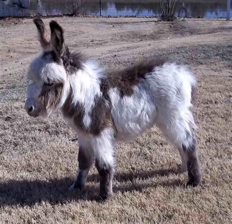 Miniature Donkeys For Sale At Dogwood Hills Farm Baby Animals Cute