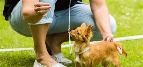 Alibaba.com offers 4,053 dog training ring products. In the Ring: The Life of a Dog Handler | Modern Dog magazine