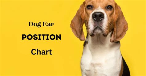 Dog Ear Position Chart Dog Ear Position Meaning