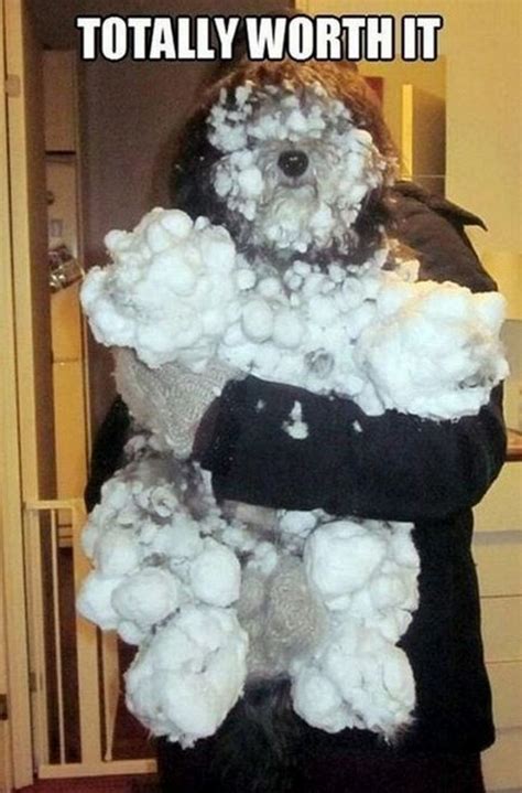 55 Funny Winter Memes Totally Worth It Funny Cats And Dogs Cute