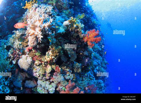 Marine Life In The Red Sea Stock Photo Alamy