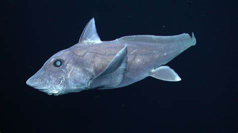 Ghost Shark Species Captured On Camera For The First Time Shark Week Discovery