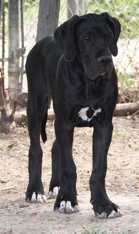 Amazing Pictures Of Great Dane 18 Great Dane Dogs I Love Dogs Cute
