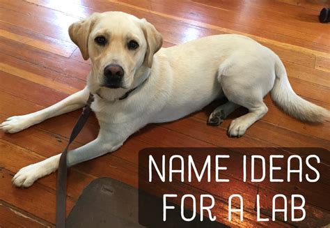 Here are the 650 most unique names for a chocolate lab dog. Great Names for Yellow, Black, and Chocolate Labradors ...