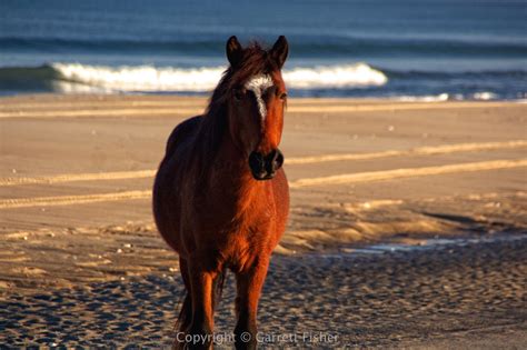 The best way to view these majestic creatures is to book a tour with a local guide. Book: Wild and Free: Horses of the Outer Banks