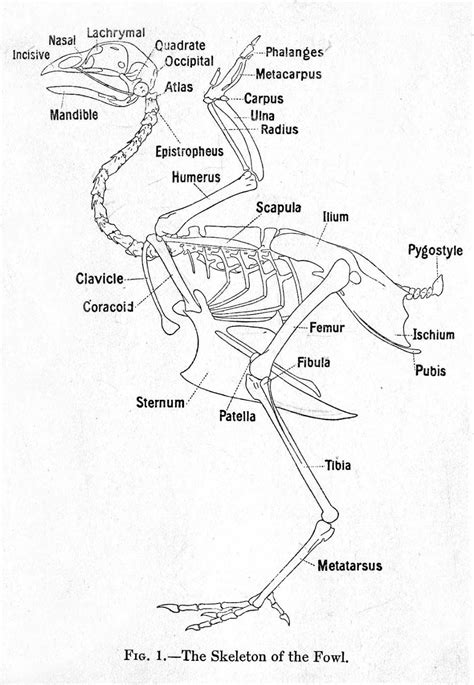 Skeleton Of The Chicken With Major Chicken Anatomy Skeleton