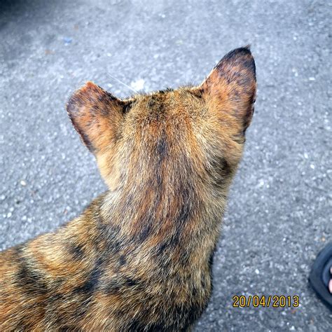 A Meeting With An Ear Notched Cat A Sharing By Koo Animalcare
