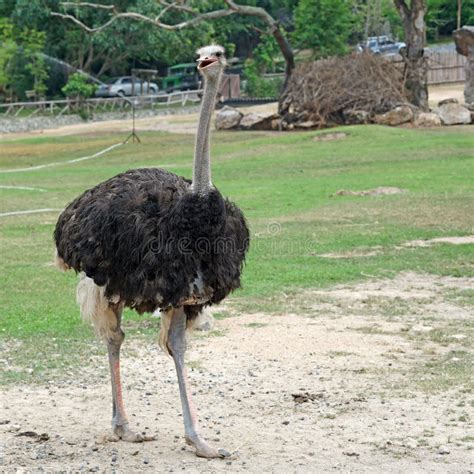 Ostrich In The Zoo Stock Photo Image Of Mammal Specie 70653256
