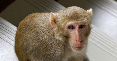 Brain Sensing Implant Lets Monkeys Transcribe Shakespeare