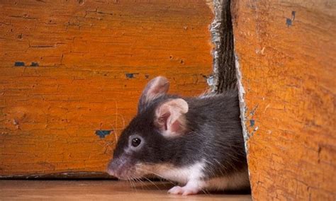 Waspadai Penyakit Berbahaya Yang Disebabkan Oleh Tikus Sudah Ada