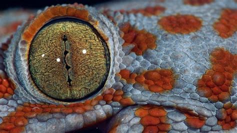 Reptile Eye Wallpapers Wallpaper Cave