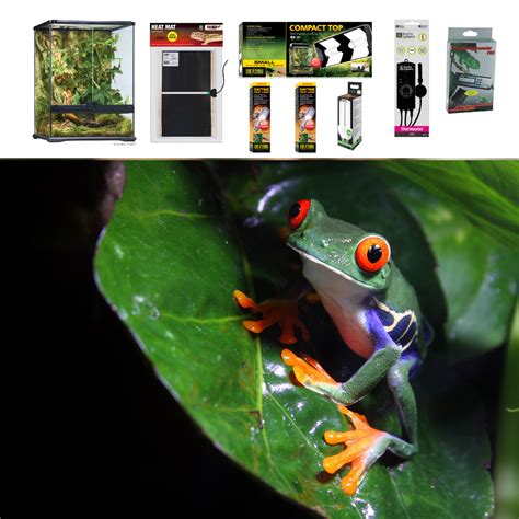 Red Eyed Tree Frog Terrarium Set Up Medium Evolution Reptiles
