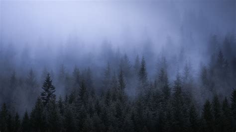 3840x2160 Fog Dark Forest Tress Landscape 5k 4k Hd 4k Wallpapers