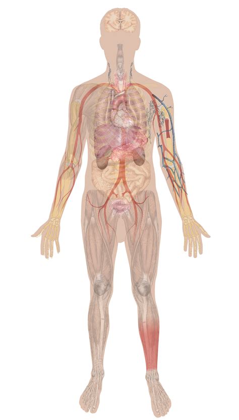 So much complicated, in fact, you won't understand anything. Why It Matters: Overview of Body Systems | Biology for ...
