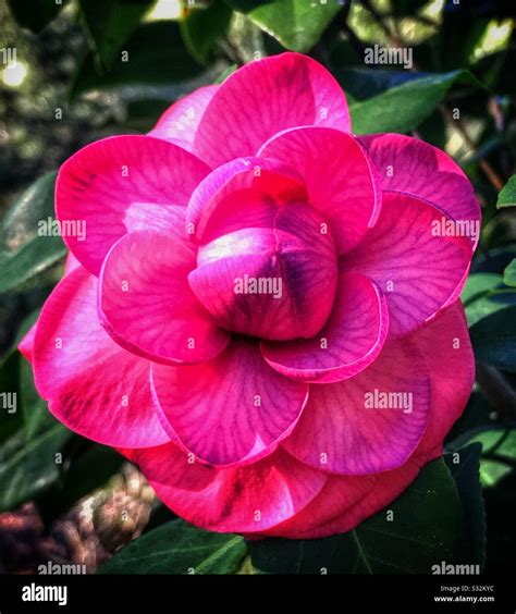 Pink Camellias Hi Res Stock Photography And Images Alamy
