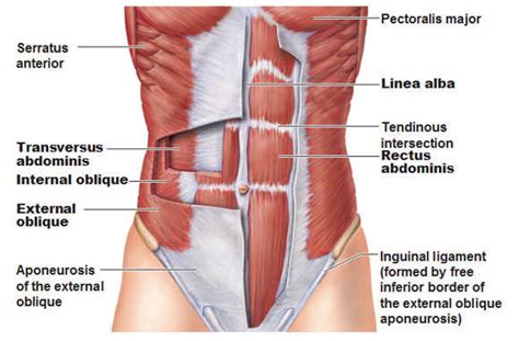 The abdomen (colloquially called the belly, tummy, midriff or stomach) is the part of the body between the thorax (chest) and pelvis, in humans and in other vertebrates. Meet Your Muscles: Abdominal Muscles Anatomy ...