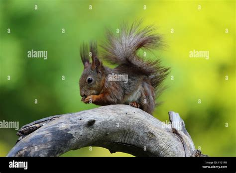 Eurasian Red Squirrel Sciurus Vulgaris Stock Photo Alamy