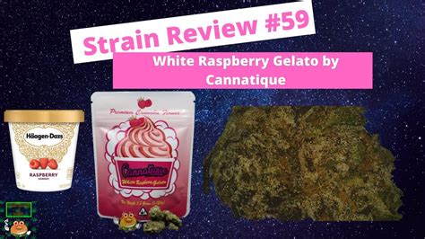 Strain Review 59 White Raspberry Gelato By Cannatique Youtube