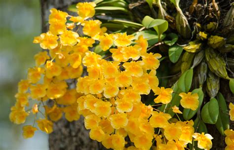 5 Most Beautiful Myanmar Flowers Sanctum Inle Resort