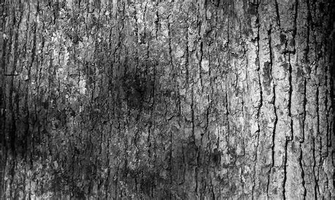 Tree Bark Texture Pattern Ed Okeeffe Photography