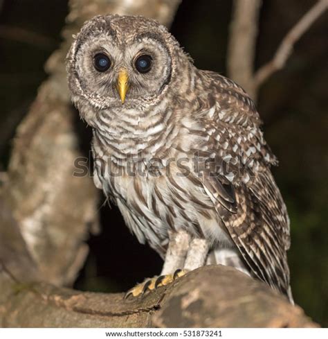 Barred Owl Night Stock Photo 531873241 Shutterstock