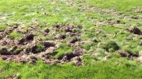I was all set to use the wrong type of rake to remove the moss buildup in our yard when i found this wiki. How to Get Rid of Yard Moles? - The Housing Forum