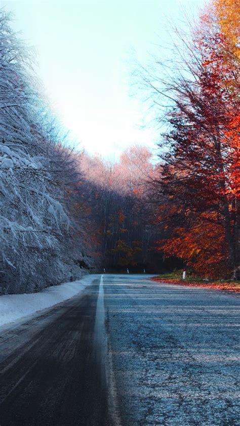 Road Between Autumn And Snow Covered Trees During Daytime 4k Hd Nature