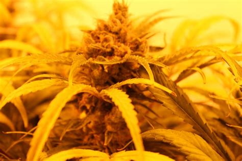 Trulieve Cannabis Corp (OTCMKTS: TCNNF) Takes Over Harvest ...