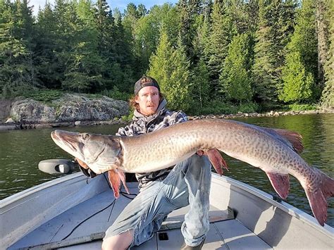 Massive Muskie Caught On Eagle Lake Drydennow Dryden Ontarios