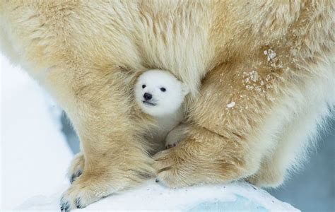 Photos Of Adorable Baby Polar Bears Celebrating International Polar