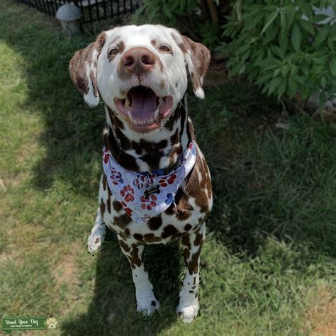 Liver Spot Dalmatian Stud Stud Dog In Louisville Ky The United